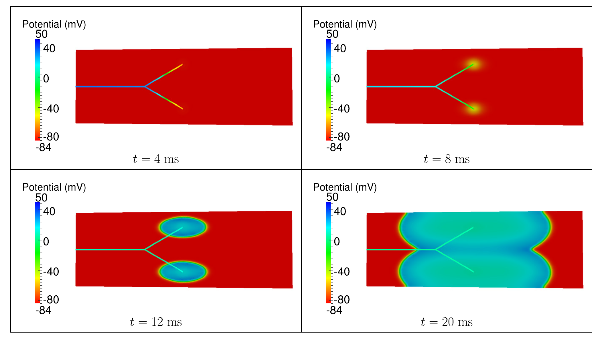 EF-purkinje-coupled